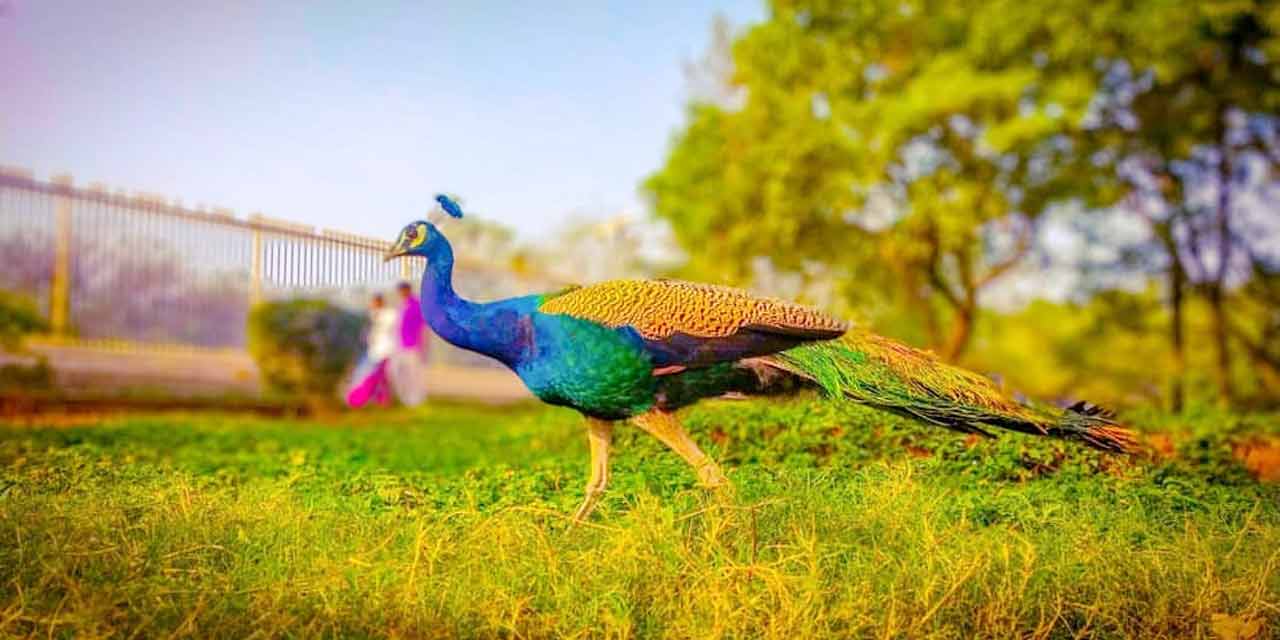 KBR National Park Hyderabad