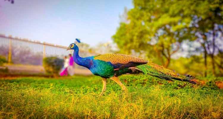 Places to Visit Hyderabad KBR National Park